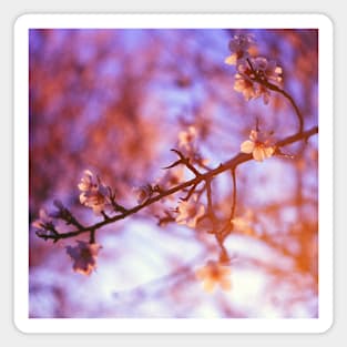 SCENERY 76 - Flower Blooming Tree Under Pink Sky Sunlight Magnet